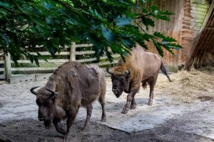 Wycieczka jednodniowa Międzyzdroje Wycieczka jednodniowa Międzyzdroje