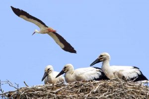 Wycieczki szkolne na Podlasie – Europejski Szlak Bociana Wycieczki szkolne PODLASIE - BIAŁOWIEŻA